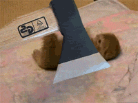 2hhq1w9.gif